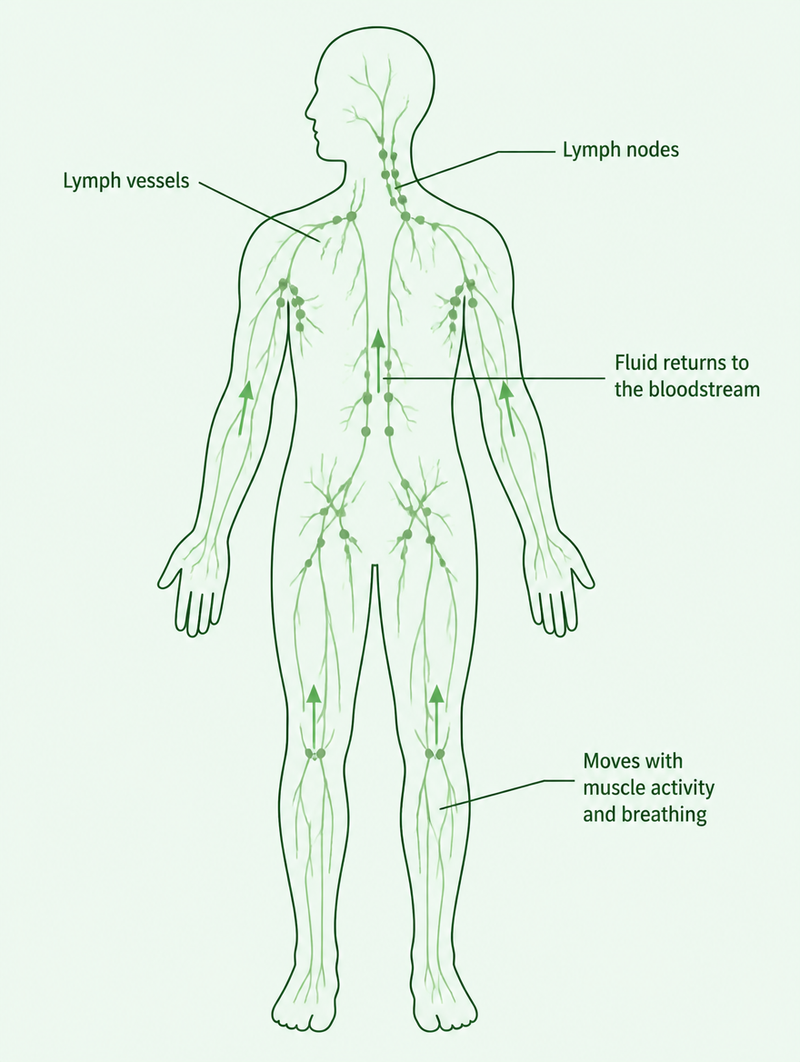 Diagram of the lymphatic system