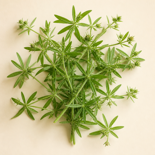 Cleavers plant