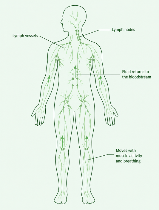 Diagram of the lymphatic system